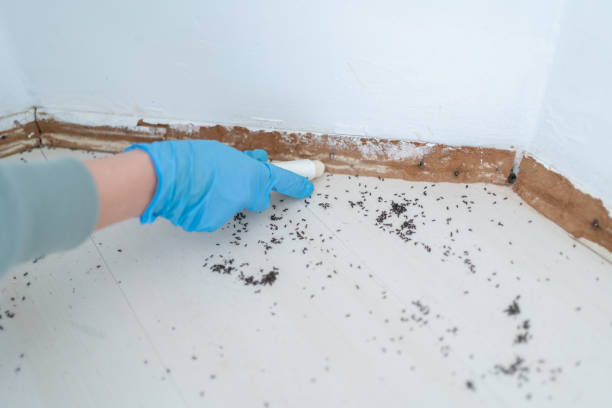 Best Termite Inspection and Treatment  in Tuckerton, NJ